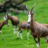 Buvolec běločelý patří k vůbec nejrychlejším africkým antilopám. Zoo Praha je chová od roku 1998 a od té doby odchovala přes dvě desítky mláďat. Foto Petr Hamerník, Zoo Praha