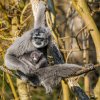 Čtyřměsíční mládě gibona stříbrného bude slavnostně pokřtěno již tuto sobotu ve 13 hodin v dolní části areálu zoo, v expozičním celku Vodní svět a opičí ostrovy. Foto Petr Hamerník, Zoo Praha 