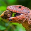 Silné čelisti vybavené krátkými, dlaždicovitými „stoličkami“ slouží dracénám jako louskáček. Foto Petr Hamerník, Zoo Praha 
