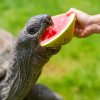 Melouny zpestřují želvám jinak běžnou stravu, která sestává převážně ze sena s výtažkem z mořských řas, čínského zelí, kadeřávku a římského salátu. Foto Petr Hamerník, Zoo Praha