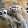Osmiletá samice Anka se o svého potomka vzorně stará a kojí jej. Foto Petr Hamerník, Zoo Praha