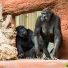 Shinda a Kamba poprvé vcházejí do vnitřní expozice svého nového pavilonu. Foto Petr Hamerník, Zoo Praha