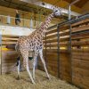Tříletá žirafí samice Niara v zázemí pavilonu Africký dům. V pozadí vrchní veterinář Zoo Praha Roman Vodička. Foto Petr Hamerník, Zoo Praha