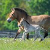 Klisna koně Převalského Gruhne a její dvoudenní hříbě na pražských Dívčích hradech. Foto Petr Hamerník, Zoo Praha 