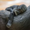Jane Goodall, která tento měsíc oslavila 91. narozeniny, pojmenovala Gaiu podle řecké bohyně země a mladého šimpanze žijícího v Gombe. Ten je dnes posledním zvířetem z rodinné linie sahající k vůbec první tlupě, kterou v 60. letech Jane Goodall v Tan
