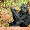 Gaia je ze sester tím klidnějším mládětem. Foto Petr Hamerník, Zoo Praha