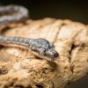 Foto Petr Hamerník, Zoo Praha