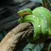 Foto: Petr Hamerník, Zoo Praha