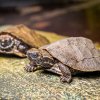 V Zoo Praha se v listopadu vylíhla už tři mláďata želvy záhadné. Dnes jsou velká zhruba 7 cm, v dospělosti dorostou až do 23 cm délky. Jde o první pražská mláďata tohoto tajuplného druhu od roku 2018. Foto Petr Hamerník, Zoo Praha