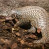Samice luskouna krátkoocasého Šiška se narodila 2. února a přesně v půl roce života ji lze považovat za oficiálně odchovanou. Foto Petr Hamerník, Zoo Praha