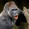 Kisumu v Zoo Schmiding. Foto Petr Hamerník, Zoo Praha
