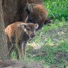 Nejen první mládě v areálu, ale i první potomek samice Grebelle. Tyto velikány evropské přírody, včetně nejmenšího přírůstku, lze v Dolních Počernicích sledovat hned ze dvou vyhlídek. Foto Petr Hamerník, Zoo Praha