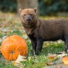 Psi pralesní obdrží dýně v sobotu a pondělí. Foto Petr Hamerník, Zoo Praha