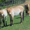 Hřebci koně Převalského v chovné a aklimatizační stanici Zoo Praha v Dolním Dobřejově. Tam celý transport začíná. Foto Petr Hamerník, Zoo Praha