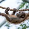 Zatímco se Harapan snaží dosáhnout i na ty nejzazší větve parkosů, jeho matka je vždy připravena podat pomocnou ruku. Foto Petr Hamerník, Zoo Praha