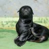 Mládě se narodilo 5. června – ve stejný den jako jeho babička, známá samice Abeba. Foto Petr Hamerník, Zoo Praha