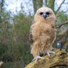 Mládě rybožravé sovy ketupy Pelovy je ve věku tří měsíců dobře pozorovatelné ve voliéře u Pavilonu tučňáků. Foto Petr Hamerník, Zoo Praha