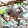 Jméno prvorozenému potomku samice Diri vybrali loni chovatelé z téměř dvou tisícovek návrhů veřejnosti. Foto Petr Hamerník, Zoo Praha 
