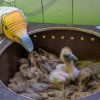 Maňásková metoda brání v přilnutí mláděte k člověku, tedy jeho chovateli či chovatelce. Zoo Praha tento způsob využívá vedle supů mrchožravých také třeba v případě umělých odchovů kondorů menších, dvojzoborožců nosorožčích nebo krasek jávských. Foto 