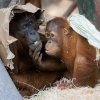 Oblíbenou činností orangutanů je hra s prostěradly i budování pohodlného hnízda na spaní z kartonů. Na snímku Mawar a její syn Pustakawan – zkráceně Kawi. Foto Petr Hamerník, Zoo Praha 