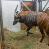 Pražský samec bonga horského Mau před odjezdem do Safari Parku Dvůr Králové. Foto Petr Hamerník, Zoo Praha