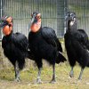 Mládě se často zdržuje v blízkosti rodičů. Zde ho doprovází matka Vendulka (nalevo) i otec Vendelín (uprostřed). Foto Petr Hamerník, Zoo Praha