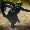 Pár přišel do Zoo Praha z plzeňské zoo, samice je však původně pražským odchovem. Když si plně zvykli na ubikaci, chovatelé jim postupně umožnili vstup do tunýlku, odkud mohli venkovní výběh pozorovat. V těchto dnech už na něj podnikají první nesmělé