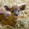 Mládě je typické svým maskovacím zbarvením. Jeho srst zdobí proužky a puntíky stejně jako dospělé samice. Foto Petr Hamerník, Zoo Praha