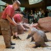 Hrabáči kapští většinu dne prospí. Komentovaná krmení jsou tak skvělou příležitostí, jak je pozorovat v aktivitě. Lidé se za nimi mohou vypravit do Afrického domu, a to oba víkendové dny v 10.30. Foto Petr Hamerník, Zoo Praha
