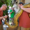 Na jeden metr hada jeden chovatel. Jihoamerické anakondy velké jsou nejmohutnějšími hady planety (první místo v délce drží v Asii žijící krajta mřížkovaná). Na snímku je starší a větší ze samců. Foto Petr Hamerník, Zoo Praha