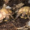První odchov želv dlaždicovitých v evropských zoologických zahradách je výsledkem patnáctiletého snažení týmu kurátora Petra Velenského. V rámci chovu plazů v Zoo Praha jde o historický úspěch světového měřítka. Foto Petr Hamerník, Zoo Praha