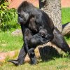 Samice gorily nížinné Duni ve venkovním výběhu Rezervace Dja se svou dcerou Mobi, které budou zítra přesně čtyři měsíce. Foto Oliver Le Que, Zoo Praha