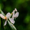 Kudlanka korunková svým neobvyklým vzhledem připomíná květy orchidejí. Foto Petr Hamerník, Zoo Praha