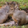 Foto:Petr Hamerník, Zoo Praha