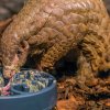 Samice Run Hou Tang se v noční expozici v pavilonu Indonéské džungle krmí kaší ze včelích larev. Foto Petr Hamerník, Zoo Praha