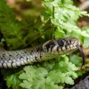 Užovka obojková je sice nejběžnější tuzemský had, avšak jen málokdo má při setkání s ní možnost si ji prohlédnout důkladně. V pavilonu Terárium v dolní části pražské zoo je nyní po zimní přestávce opět k vidění. Foto Petr Hamerník, Zoo Praha