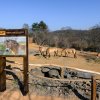 Expozici Gobi (nejen) pro koně Převalského otevřela Zoo Praha v sobotu. Během nadcházejícího víkendu ji mohou zájemci poznat během speciálních prohlídek s průvodcem, které začínají oba dny ve 14 hodin u horní stanice lanovky. Foto Petr Hamerník, Zoo 