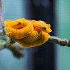 Mláďata křovinářů ostnitých ve žluté formě jsou ve své expozici snadno k nalezení. Foto Petr Hamerník, Zoo Praha