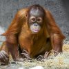 Foto Petr Hamerník, Zoo Praha