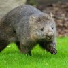 Čtyřletá Winkleigh se narodila přímo v Tasmánii. Stejně jako samec Cooper tak patří k tamnímu poddruhu vombata obecného. Foto Petr Hamerník, Zoo Praha