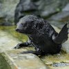 Sameček lachtana je stále plně závislý na mateřském mléce. Ryby začne ochutnávat až v příštím roce. Foto Petr Hamerník, Zoo Praha