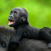 Mobi prozkoumává venkovní výběh Rezervace Dja ze hřbetu své matky Duni. Foto Petr Hamerník, Zoo Praha