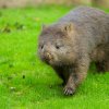 Samice Winkleigh, která je původem z Tasmánie, si na svůj nový domov v Zoo Praha zvyká stále lépe. Výběh prozkoumává nejčastěji hned ráno a poté v podvečerních hodinách. Foto Petr Hamerník, Zoo Praha