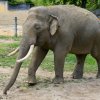 Maxim je ve svých 28 letech dospělým slonem. Kly se pyšní v případě slonů indických pouze samci. Foto Petr Hamerník, Zoo Praha