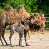 Sameček velblouda dvouhrbého s tříletou matkou Fidorkou. Takto mladá samice velblouda v Zoo Praha mládě doposud neměla, svou roli zvládá bravurně. Foto Petr Hamerník, Zoo Praha