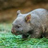 Mládě vombata už ochutnává pevnou stravu. Foto Petr Hamerník, Zoo Praha