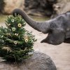 Na nadílku u zvířat se mohou návštěvníci Zoo Praha těšit mezi 27. a 30. prosincem. Neprodané vánoční stromky udělají radost gorilám, žirafám, papouškům i slůňatům. Foto Petr Hamerník, Zoo Praha