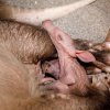 Mládě hrabáče kapského se má zatím dle slov chovatelů dobře. Pravidelně pije a zkušená matka Kvída se o něj pečlivě stará. Autor: Miroslav Bobek, Zoo Praha 