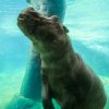 Foto: Petr Hamerník, Zoo Praha