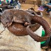 Od roku 2017 je zakázán mezinárodní obchod s luskouny úmluvou CITES. Foto Miroslav Bobek, Zoo Praha